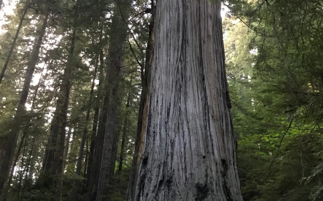 Redwood National Park, CA, 9/19-9/22
